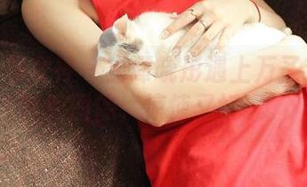 TGOD推女神 – 当谭晓彤遇上万圣节：定制的图像，惊悚又好玩。